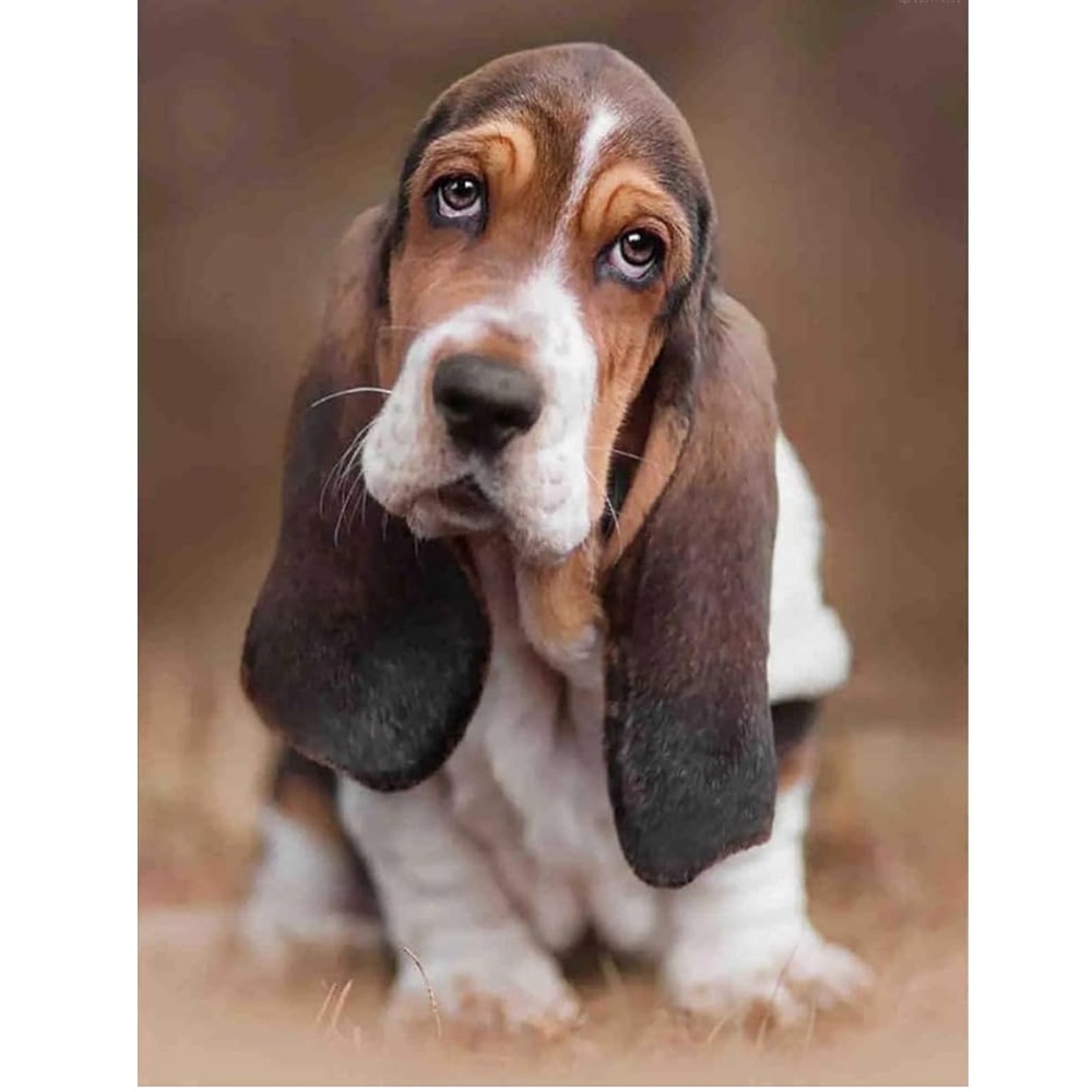 Basset Hound dog Jigsaw Puzzles 500 piece new unopened